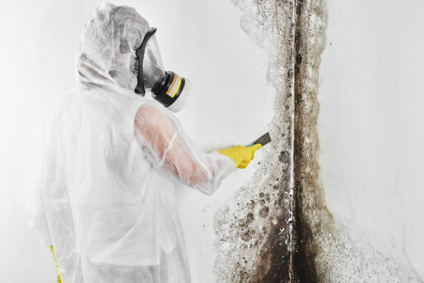 Best Mold Remediation for Schools in Caruthersville, MO