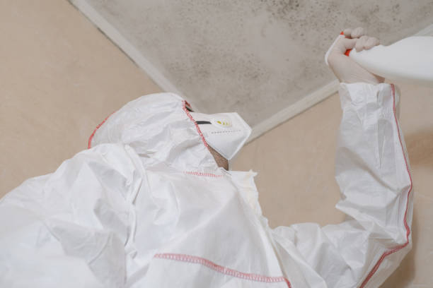 Best DIY Mold Remediation Support Services in Caruthersville, MO