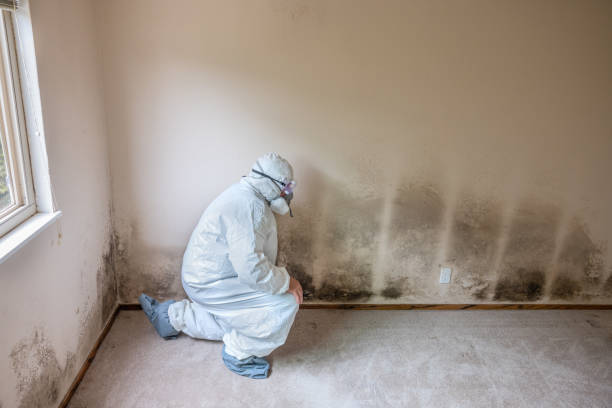 Best Crawl Space Mold Remediation in Caruthersville, MO