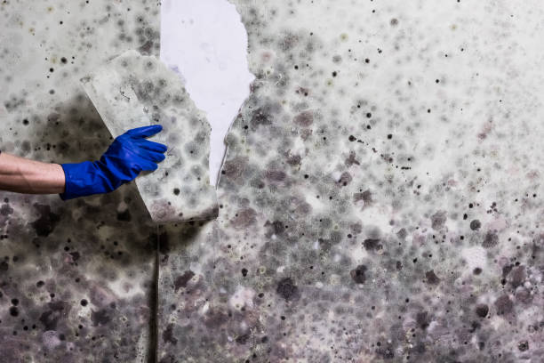 Best Attic Mold Remediation in Caruthersville, MO
